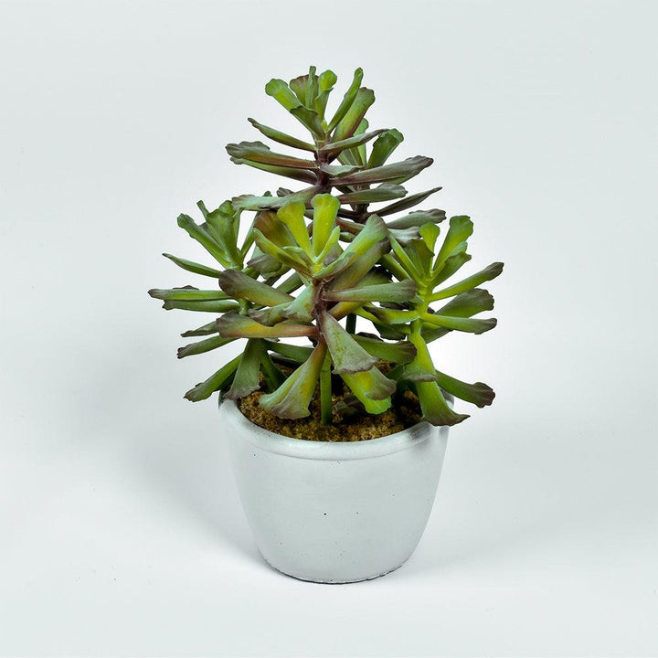 Succulent in White Pot
