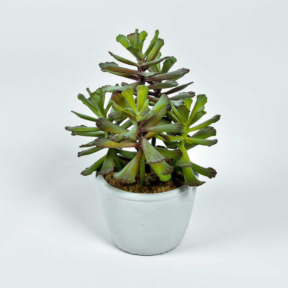 Succulent in White Pot - GLAL UK